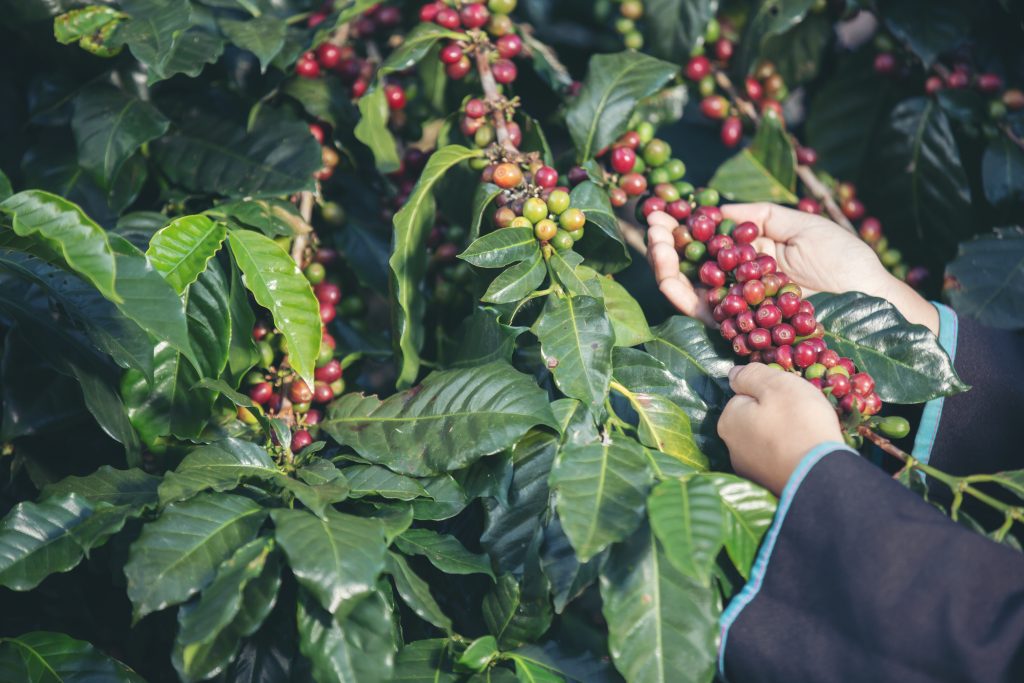 Xuất khẩu cà phê từ Việt Nam sang Ý